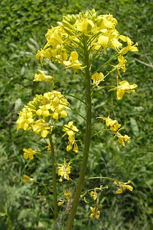 Sisymbrium loeselii \ Loesels Rauke, D Mannheim 3.5.2009