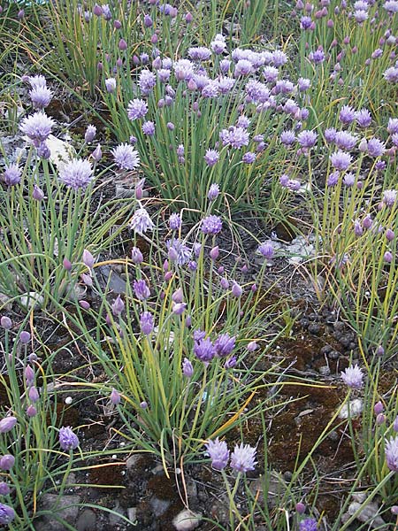 Allium schoenoprasum \ Schnitt-Lauch, D Mannheim 6.5.2009