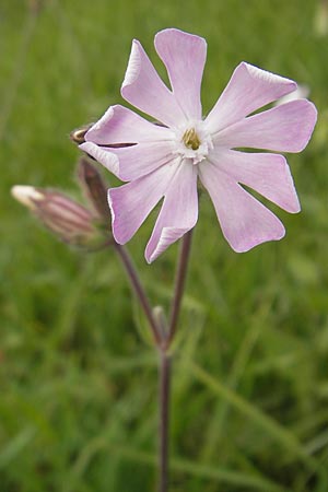 Silene latifolia subsp. alba \ Weie Lichtnelke, D Mannheim 29.9.2010