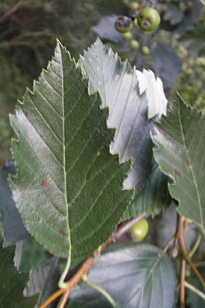 Sorbus mergenthaleriana \ Mergenthalers Mehlbeere / Mergenthaler's Whitebeam, D Regensburg 4.8.2011