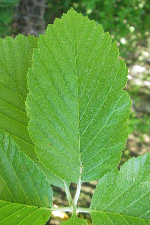 Sorbus latifolia s.l. \ Breitblttrige Mehlbeere / Broad-Leaved European Mountain-Ash, D Sonnenberg-Winnenberg 26.5.2012