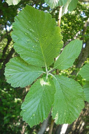 Sorbus latifolia s.l. \ Breitblttrige Mehlbeere / Broad-Leaved European Mountain-Ash, D Sonnenberg-Winnenberg 26.5.2012