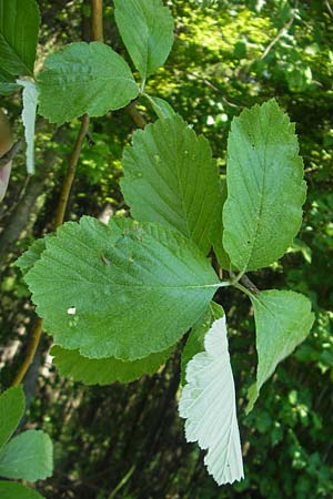 Sorbus latifolia s.l. / Broad-Leaved European Mountain-Ash, D Sonnenberg-Winnenberg 26.5.2012