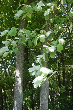 Sorbus latifolia s.l. \ Breitblttrige Mehlbeere / Broad-Leaved European Mountain-Ash, D Sonnenberg-Winnenberg 26.5.2012