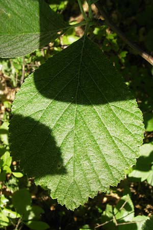 Sorbus latifolia s.l. \ Breitblttrige Mehlbeere / Broad-Leaved European Mountain-Ash, D Idar-Oberstein 26.5.2012