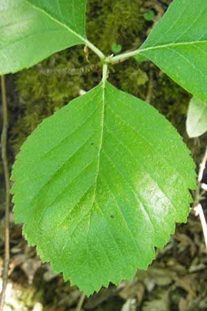 Sorbus latifolia s.l. \ Breitblttrige Mehlbeere / Broad-Leaved European Mountain-Ash, D Idar-Oberstein 26.5.2012