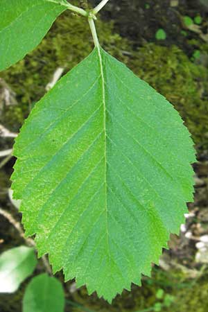 Sorbus latifolia s.l. \ Breitblttrige Mehlbeere / Broad-Leaved European Mountain-Ash, D Idar-Oberstein 26.5.2012