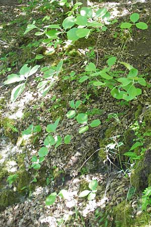 Sorbus latifolia s.l. \ Breitblttrige Mehlbeere / Broad-Leaved European Mountain-Ash, D Idar-Oberstein 26.5.2012