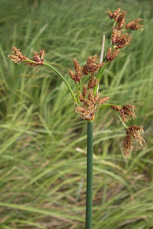 Schoenoplectus lacustris \ Gewhnliche Teichsimse, Grne Seebinse / Common Club-Rush, D Philippsburg 25.8.2012