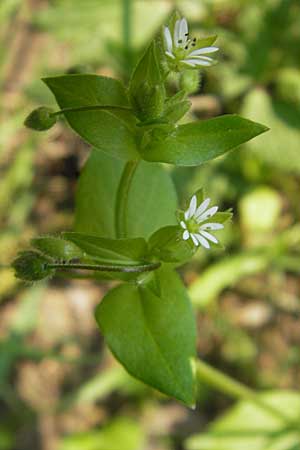 Stellaria media \ Vogelmiere / Common Chickweed, D Mannheim 2.5.2009