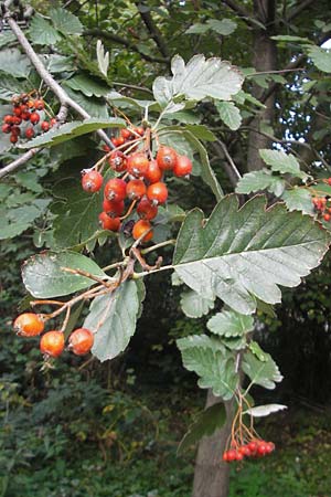 Sorbus intermedia \ Schwedische Mehlbeere, Bastard-Mehlbeere / Swedish Whitebeam, D Mannheim 25.9.2011