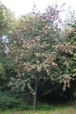 Sorbus intermedia \ Schwedische Mehlbeere, Bastard-Mehlbeere / Swedish Whitebeam, D Mannheim 25.9.2011