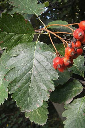 Sorbus intermedia \ Schwedische Mehlbeere, Bastard-Mehlbeere / Swedish Whitebeam, D Mannheim 25.9.2011