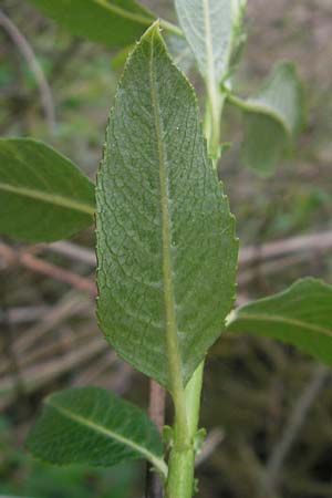 Salix myrsinifolia \ Schwarzwerdende Weide / Dark-Leaved Willow, D Erding 6.5.2012