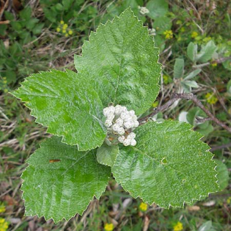 Sorbus meierottii \ Wellheimer Mehlbeere, D Wellheim im Urdonautal 6.5.2012