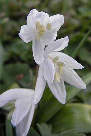 Scilla mischtschenkoana \ Persischer Blaustern, Kaukasische Sternhyazinthe / Early Scilla, White Squill, D Ludwigshafen 21.3.2013