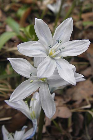 Scilla mischtschenkoana \ Persischer Blaustern, Kaukasische Sternhyazinthe, D Ludwigshafen 8.4.2013