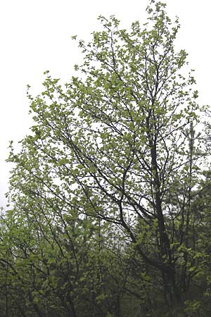 Sorbus multicrenata \ Vielkerbige Mehlbeere / Many-Scored Whitebeam, D Thüringen, Bad Blankenburg 7.5.2013