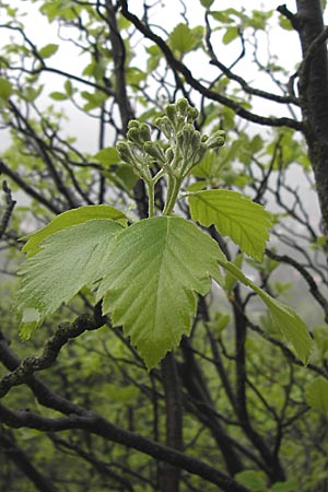 Sorbus multicrenata \ Vielkerbige Mehlbeere, D Thüringen, Bad Blankenburg 7.5.2013