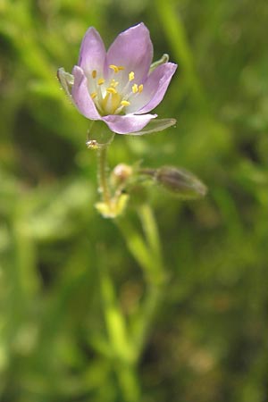 Spergularia media \ Flgelsamige Schuppenmiere / Greater Sea Spurrey, D Philippsthal-Heimboldshausen 6.7.2013