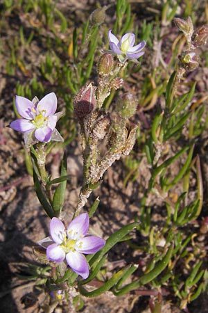 Spergularia media \ Flgelsamige Schuppenmiere / Greater Sea Spurrey, D Philippsthal-Heimboldshausen 6.7.2013