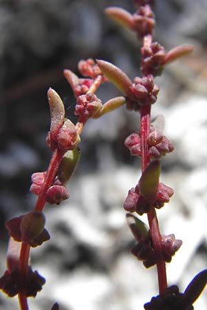 Suaeda maritima \ Salz-Sode, D Philippsthal-Heimboldshausen 3.10.2013