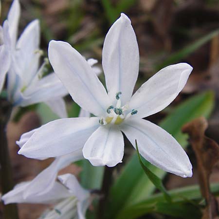 Scilla mischtschenkoana \ Persischer Blaustern, Kaukasische Sternhyazinthe / Early Scilla, White Squill, D Ludwigshafen 12.3.2014