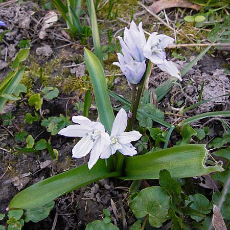 Scilla mischtschenkoana \ Persischer Blaustern, Kaukasische Sternhyazinthe / Early Scilla, White Squill, D Ludwigshafen 12.3.2014