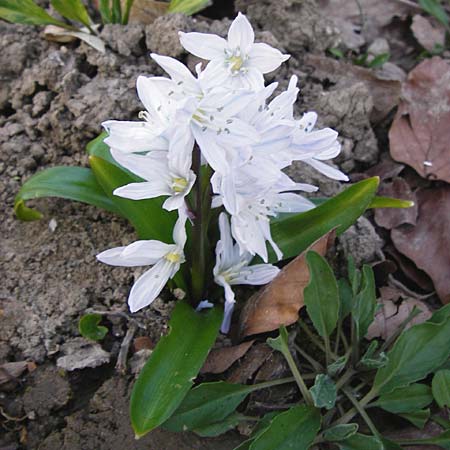 Scilla mischtschenkoana \ Persischer Blaustern, Kaukasische Sternhyazinthe / Early Scilla, White Squill, D Ludwigshafen 12.3.2014