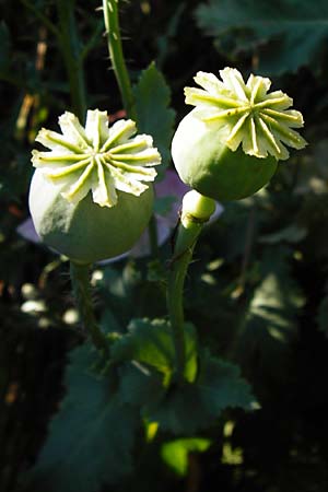 Papaver somniferum / Opium Poppy, D Worms 23.5.2014