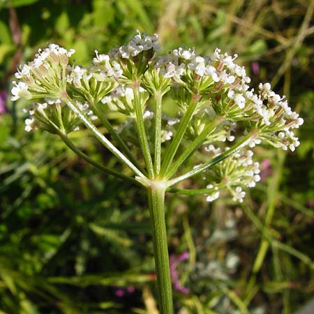 Seseli montanum \ Bergfenchel / Seseli, D Weinheim an der Bergstraße, Botan. Gar.  Hermannshof 1.8.2014