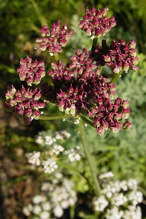 Seseli montanum \ Bergfenchel / Seseli, D Weinheim an der Bergstraße, Botan. Gar.  Hermannshof 1.8.2014