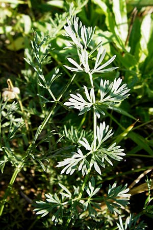 Seseli montanum \ Bergfenchel / Seseli, D Weinheim an der Bergstraße, Botan. Gar.  Hermannshof 1.8.2014