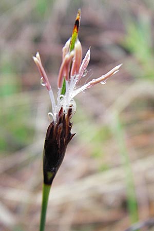 Schoenus nigricans \ Schwrzliche Kopfbinse / Black Bog-Rush, D Memmingen 22.5.2009