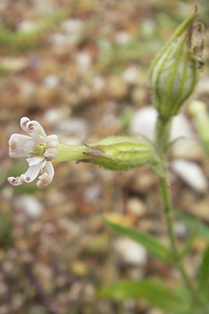 Silene noctiflora \ Nacht-Leimkraut, Acker-Lichtnelke, D Eching 30.7.2011