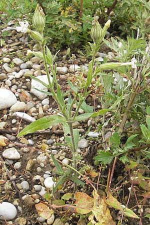 Silene noctiflora / Night-Flowering Catchfly, D Eching 30.7.2011