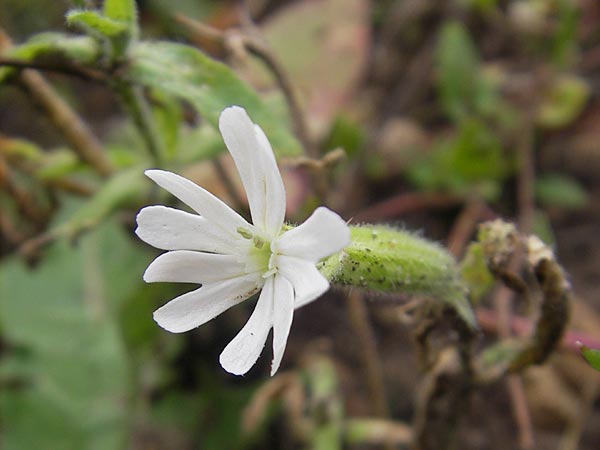 Silene noctiflora / Night-Flowering Catchfly, D Eching 30.7.2011