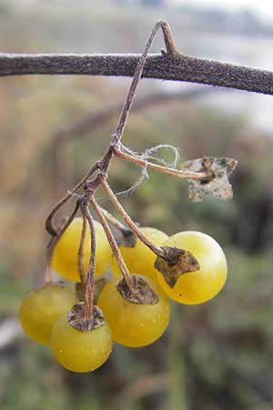 Solanum nigrum subsp. luteovirescens \ Gelbgrner Nachtschatten, D Mannheim 21.10.2011