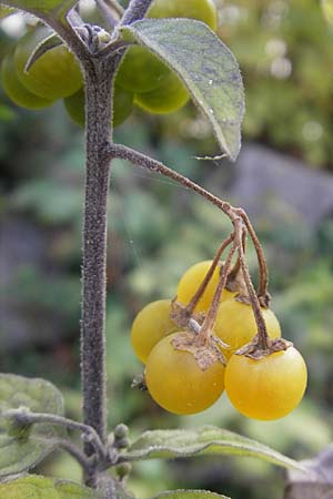 Solanum nigrum subsp. luteovirescens \ Gelbgrner Nachtschatten, D Mannheim 21.10.2011