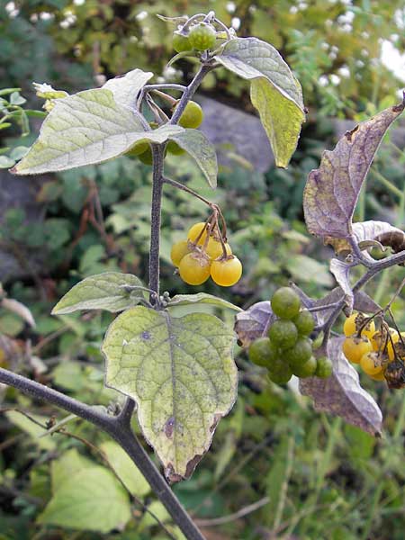 Solanum nigrum subsp. luteovirescens \ Gelbgrner Nachtschatten, D Mannheim 21.10.2011