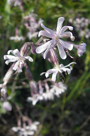 Silene nutans \ Nickendes Leimkraut, D Franken Ehrenbürg 17.5.2012