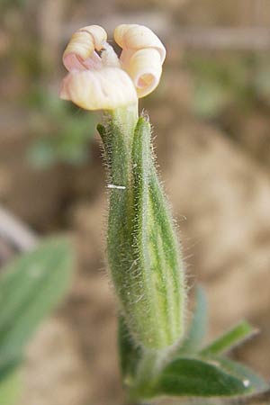 Silene noctiflora / Night-Flowering Catchfly, D Wiesloch 13.8.2013