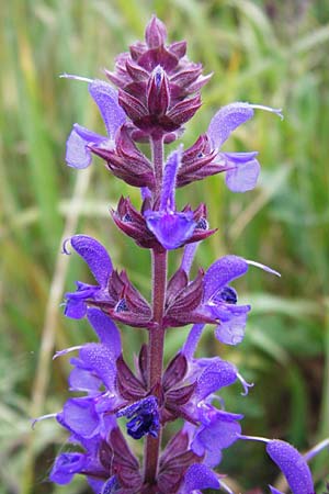 Salvia nemorosa \ Hain-Salbei, Steppen-Salbei, D Mannheim 28.4.2014