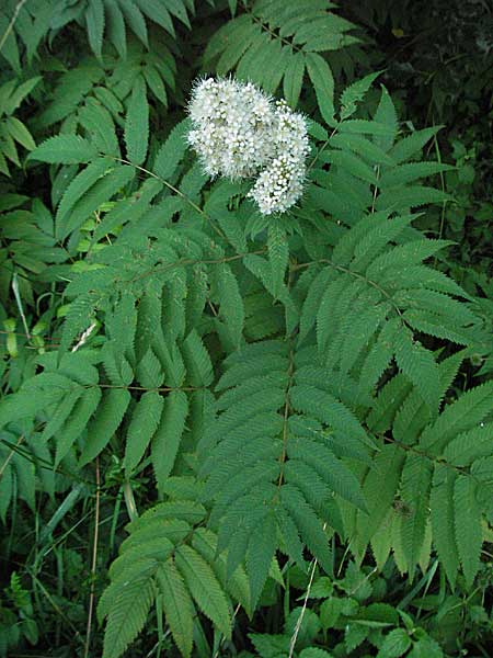 Sorbaria sorbifolia \ Sibirische Fiederspeere / Ural False Spiraea, D Schriesheim-Altenbach 14.7.2006