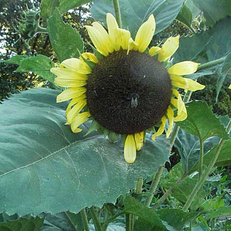 Helianthus annuus / Sunflower, D Mannheim 24.7.2006