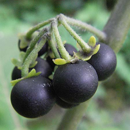 Solanum nigrum \ Schwarzer Nachtschatten, D Schwetzingen 4.9.2006