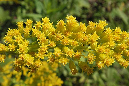 Solidago canadensis \ Kanadische Goldrute / Canadian Goldenrod, D Weinheim an der Bergstraße 9.9.2006