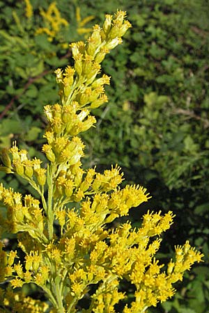 Solidago canadensis \ Kanadische Goldrute / Canadian Goldenrod, D Weinheim an der Bergstraße 9.9.2006