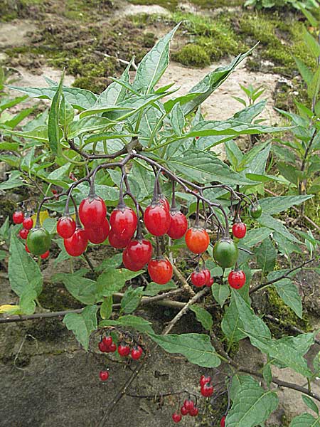 Solanum dulcamara \ Bitterser Nachtschatten, D Mannheim 17.9.2006