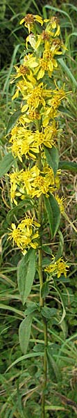 Solidago virgaurea \ Gewhnliche Goldrute, Echte Goldrute, D Schriesheim-Altenbach 28.9.2006